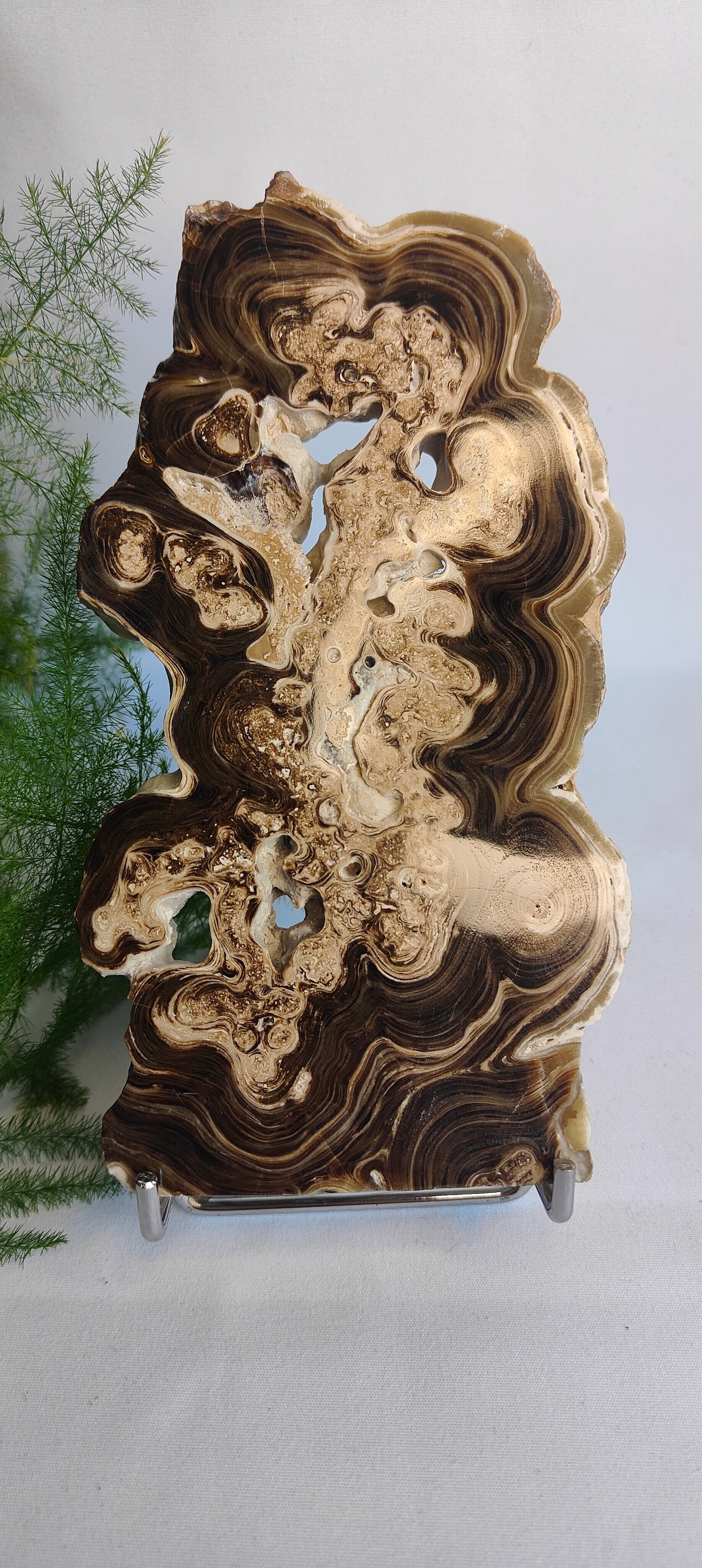 Aragoniet gepolijst op standaard