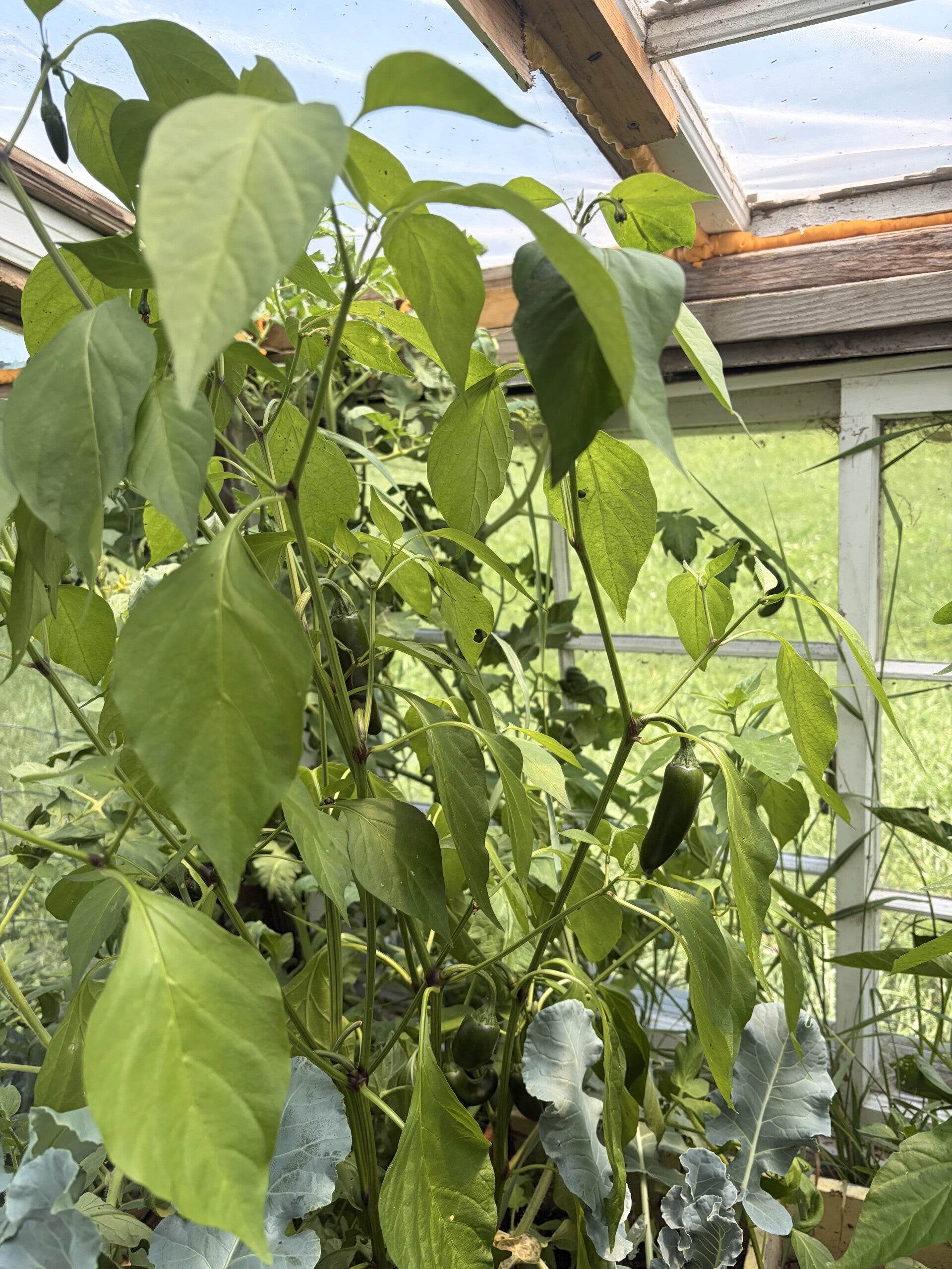 Jalapeño Peppers