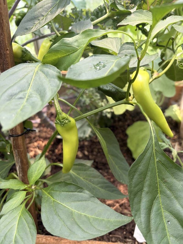 Banana Peppers