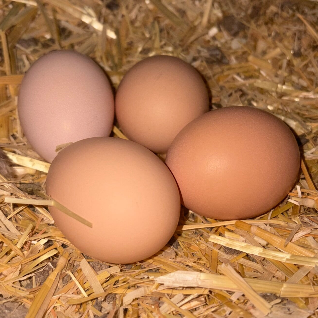 Free Range Farm Eggs (dozen)