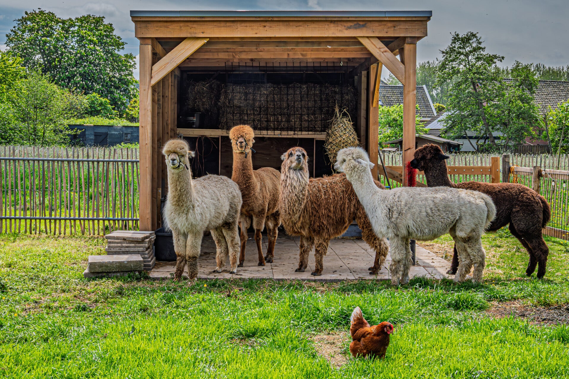 Alpacas in de stal 