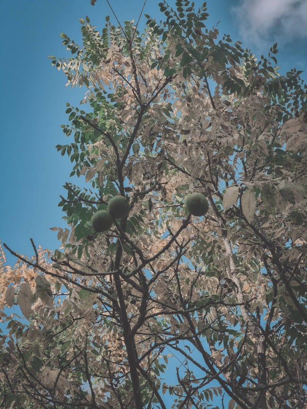 Black Walnut Aesthetics