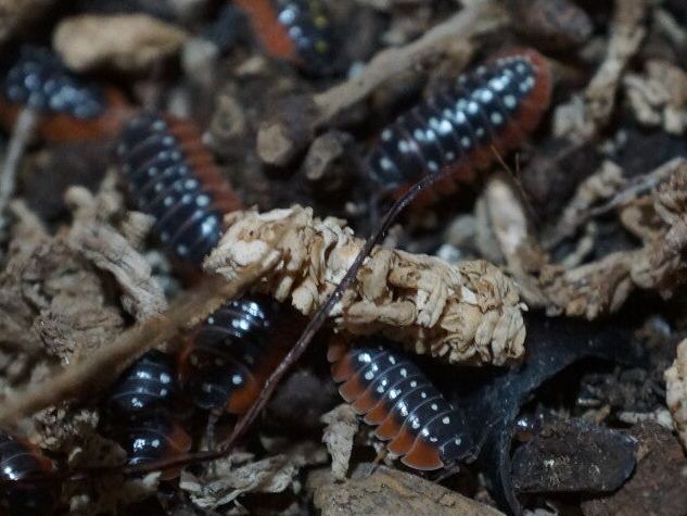 Armadillidium klugii "Montenegro"
