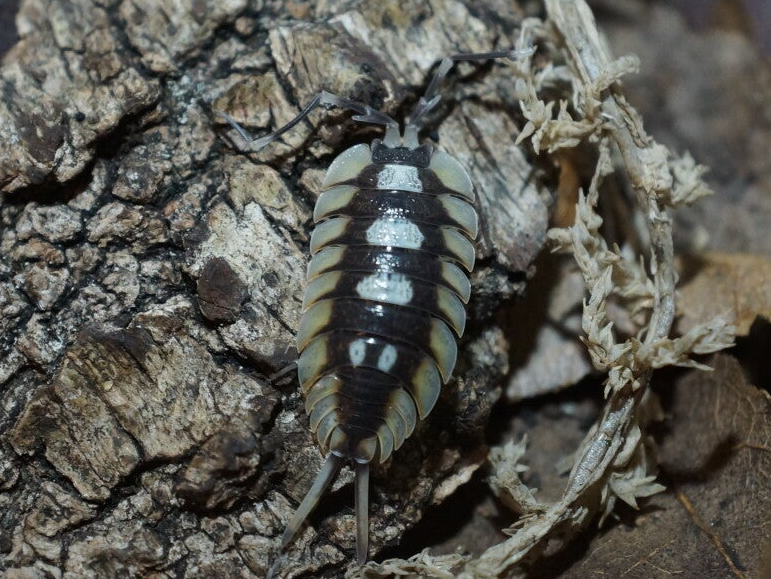 Porcellio expansus