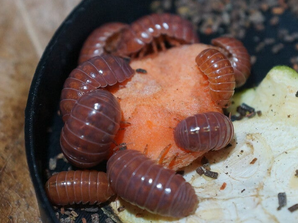 Armadillidium vulgare "Red"