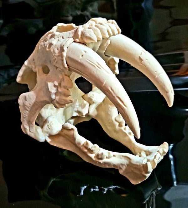Crane de Smilodon
