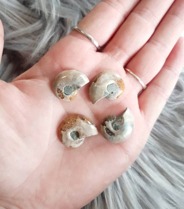 Pierre brute ammonite