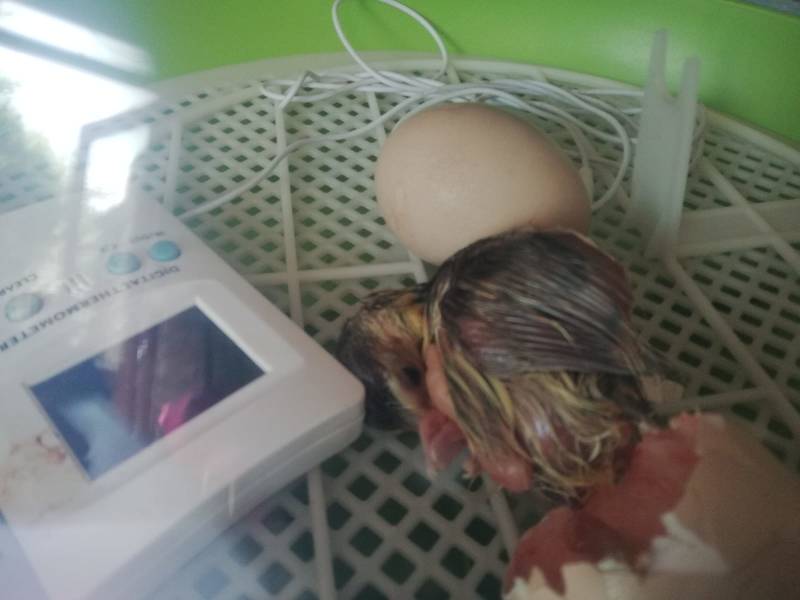 HIer zie je Jeroen, net uit zijn ei gekropen...