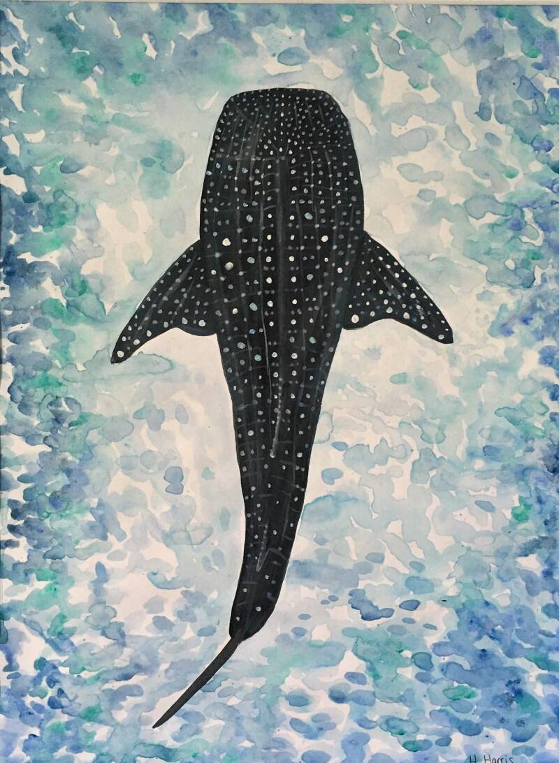 'Whale Shark' Acrylic on A3 acrylic paper: £55