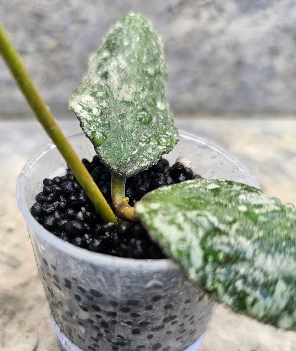 💚 Hoya waymaniae cloudy Sky top Cutting 💚