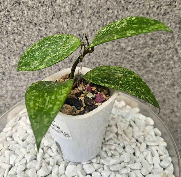 💚 Hoya rangsan Splash bewurzelte Pflanze 💚