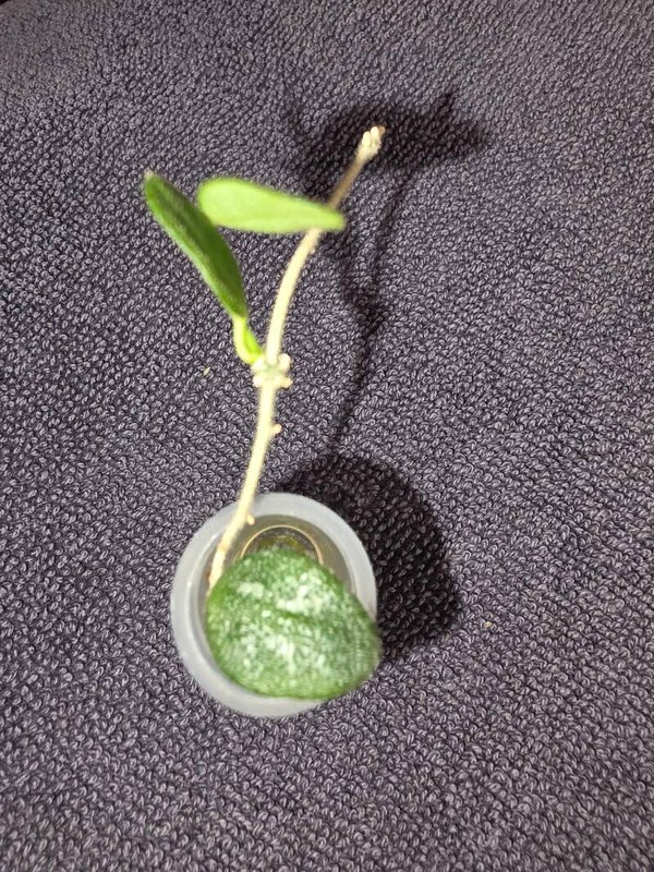 Hoya tengchongensis