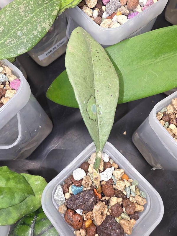 Hoya griffithii Silver Ghost unbewurzelter Steckling