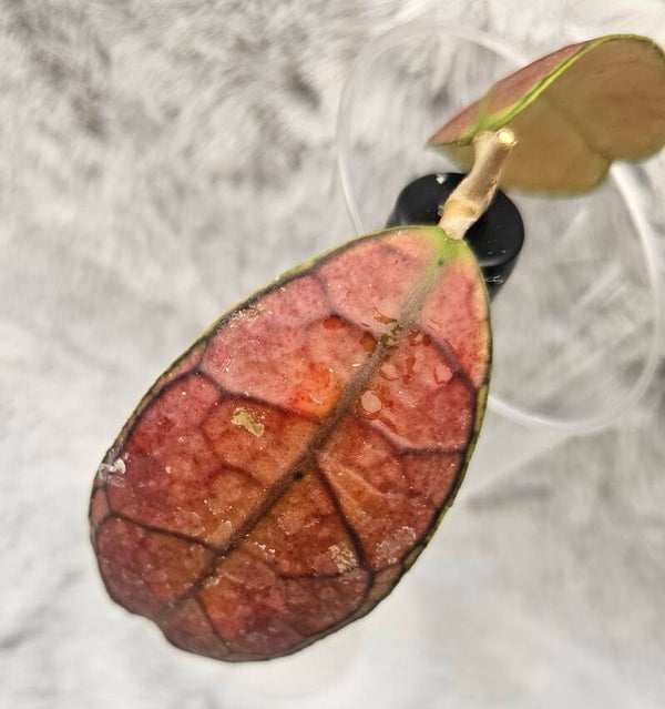 💚 Hoya Aceh Sp. Mutia Red sehr selten 💚