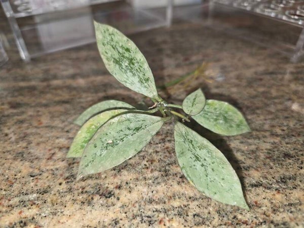 💚 Hoya lacunosa Leopard Skin bewurzelt Top Cuttings 💚