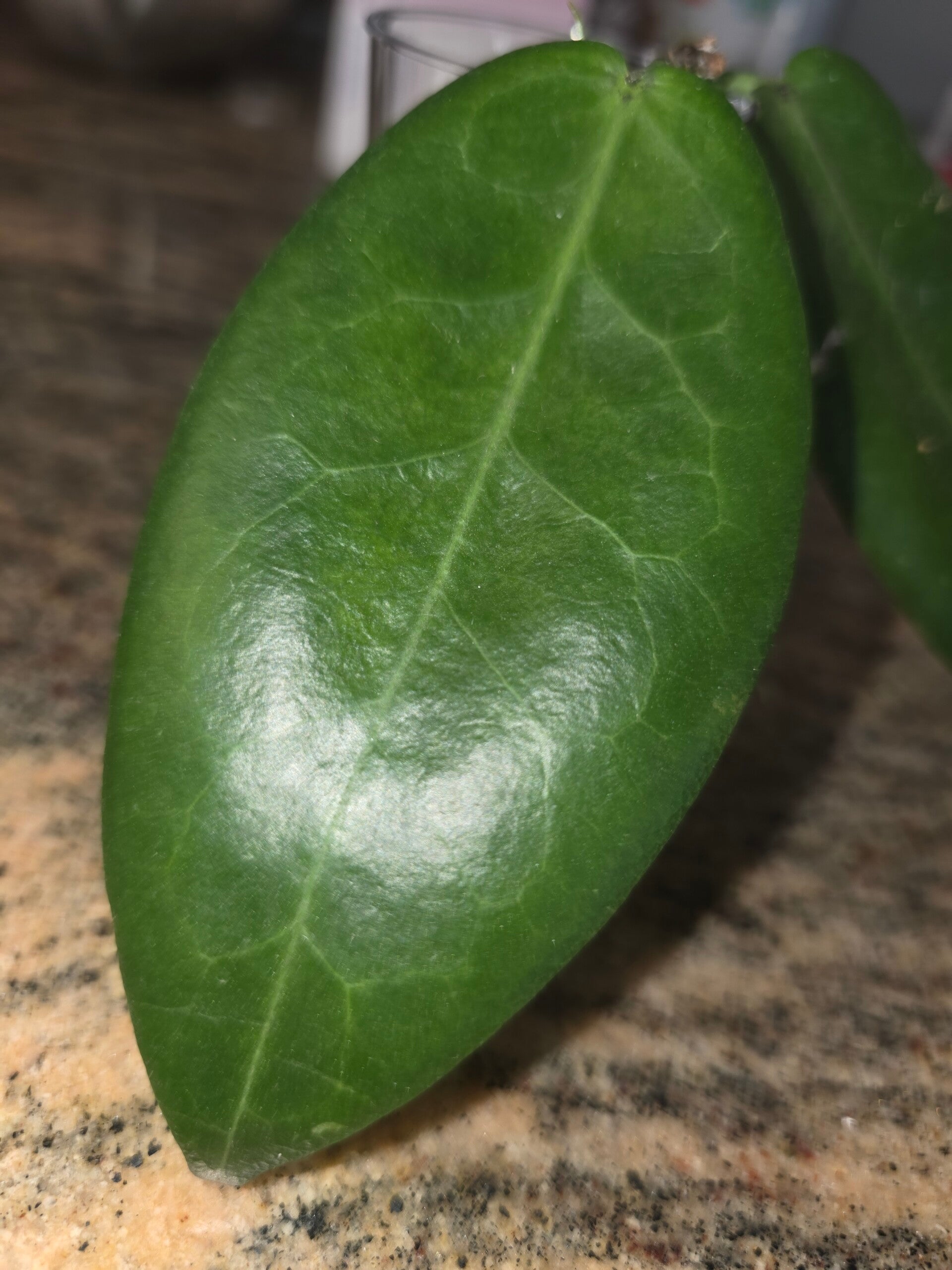 💚 sehr selten Hoya piestolepsis bewurzelt 💚