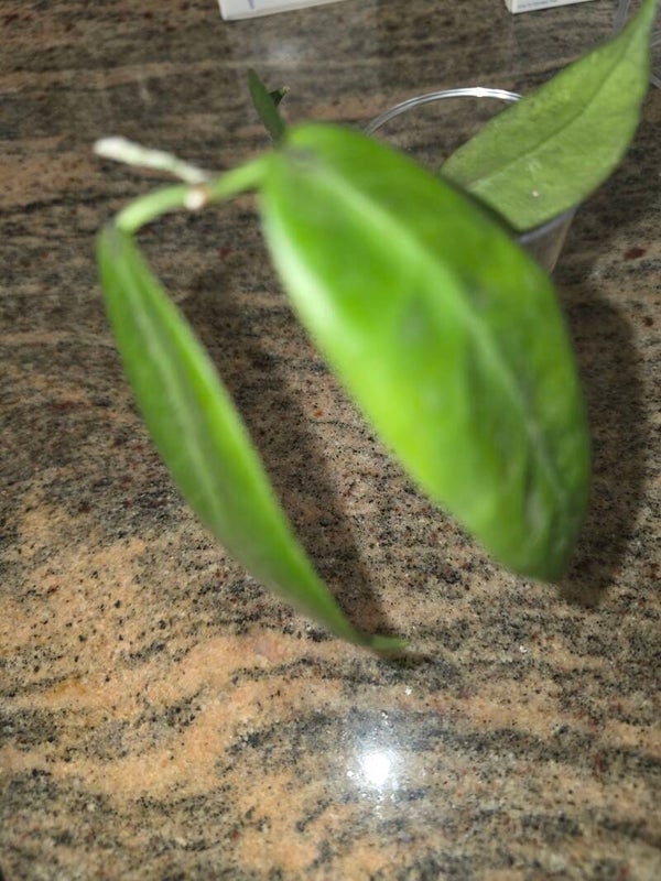 💚 Hoya piestolepsis bewurzelt mit 4 Blättern Top 💚