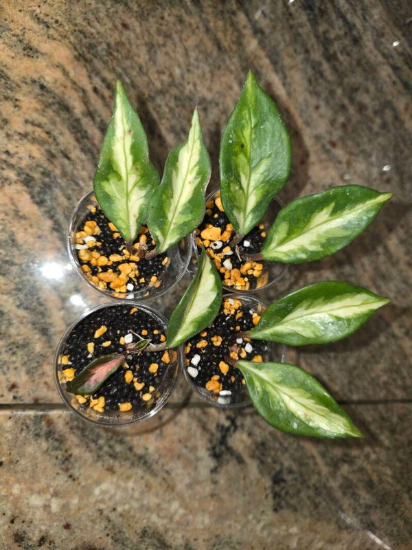 💚 Hoya carnosa inner variegata " Pyramid" sehr selten Rare Top Cutting 💚