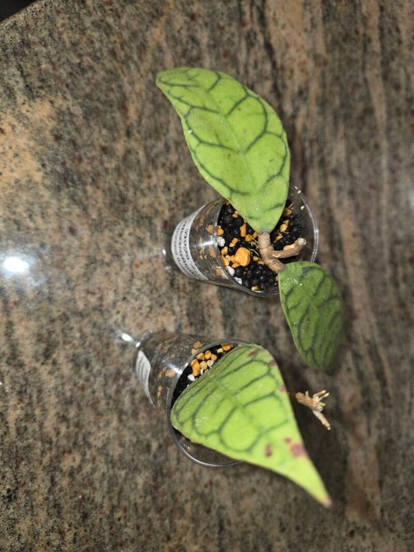 💚 Hoya callistophylla Narrow Leaf sehr Selten Rare Top Cutting 💚