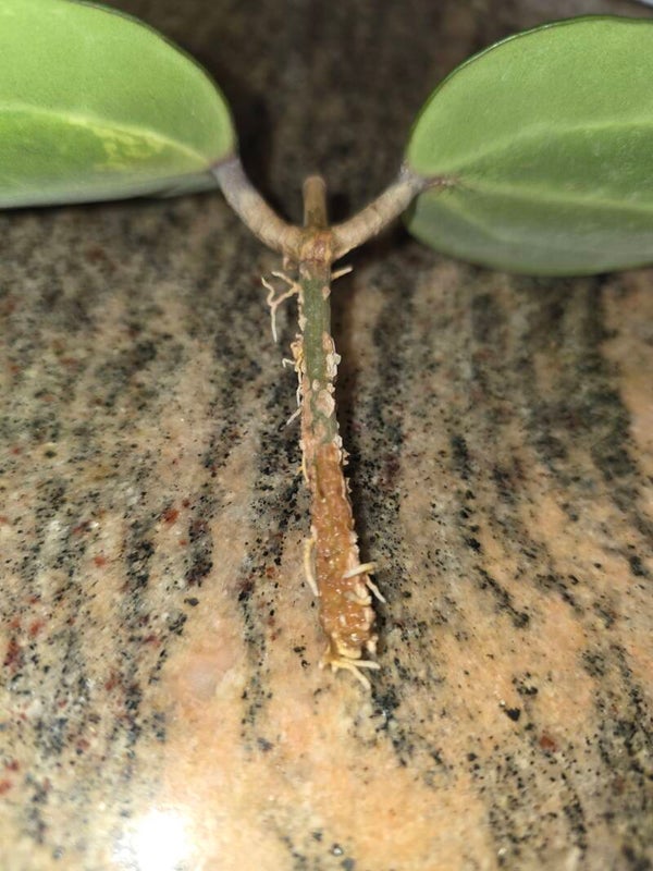 💚 Hoya latifolia inner Variegata round Leaf 💚