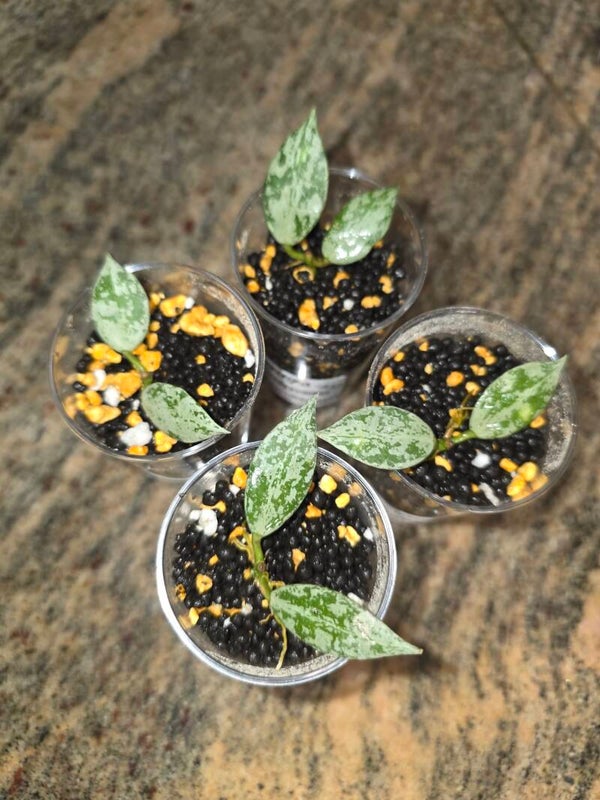 💚 Hoya lacunosa Green Flame Variegata sehr selten Top Cutting Stammsteckling 💚