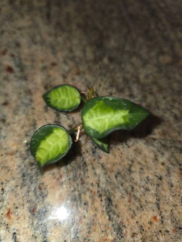 💚 Hoya lacunosa Minara green inner Variegata sehr selten💚