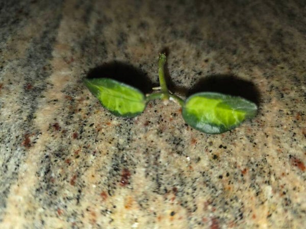 💚 Hoya lacunosa Minara inner Variegata Top Cutting 💚