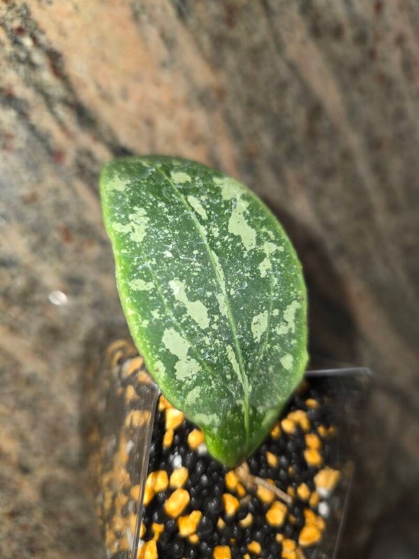 💚 sehr selten Hoya rinzii Borneo high Splash bewurzelt Top Cutting 💚