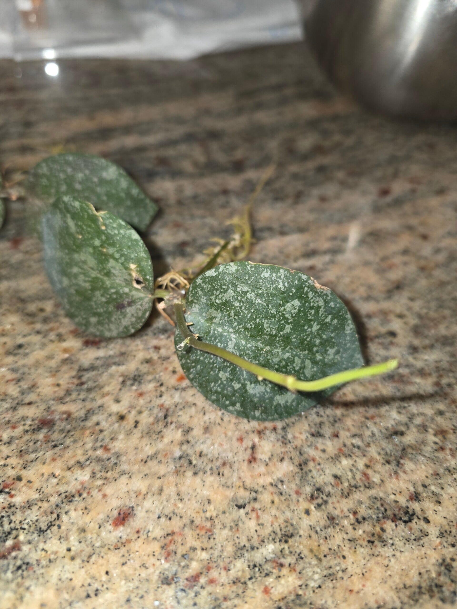 💚 Rarität sehr selten Hoya Hybride elliptica X imbricata aktiv wachsend 💚