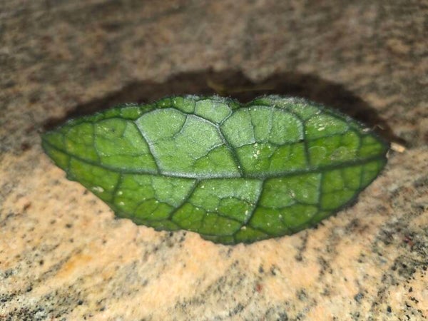 💚 Hoya clemensiorum Aceh sehr selten Rare Top Cutting 💚