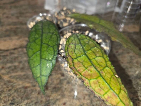 💚 Hoya clemensiorum Aceh Red sehr selten Rare Top Cutting 💚