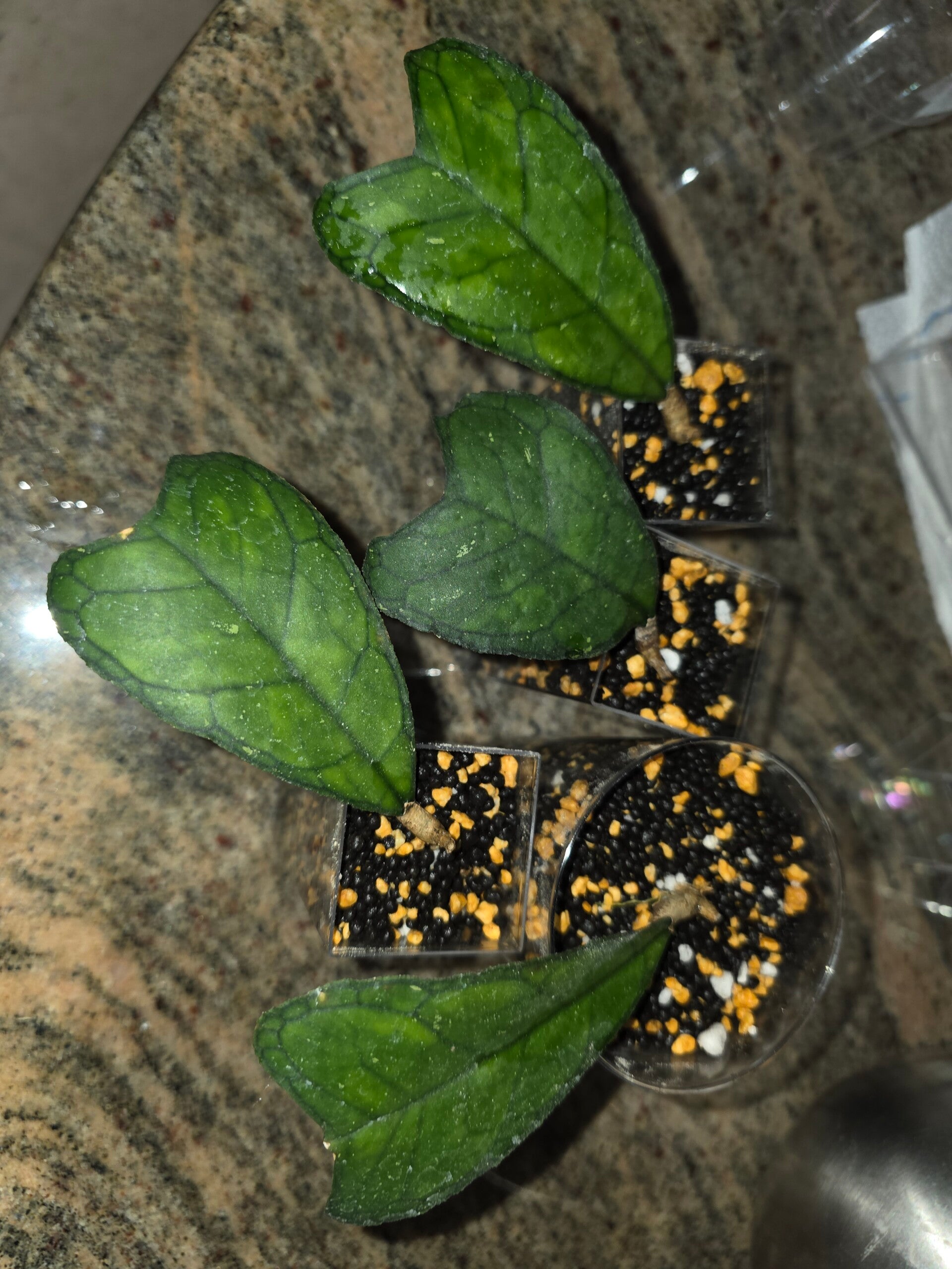 💚 Hoya deykei deykeae Aceh bewurzelt 💚