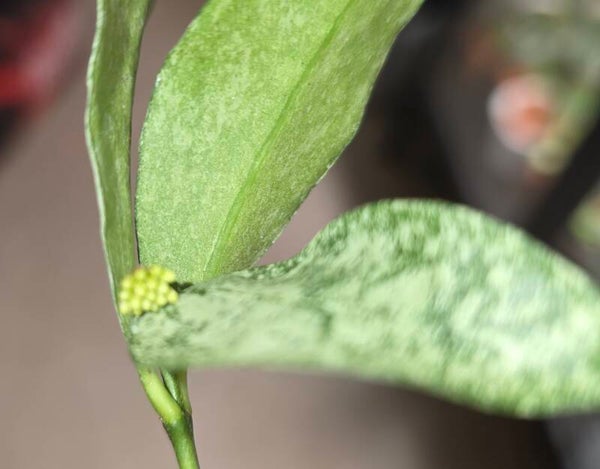 💚 Hoya amicabillis full Silver top Cutting 💚