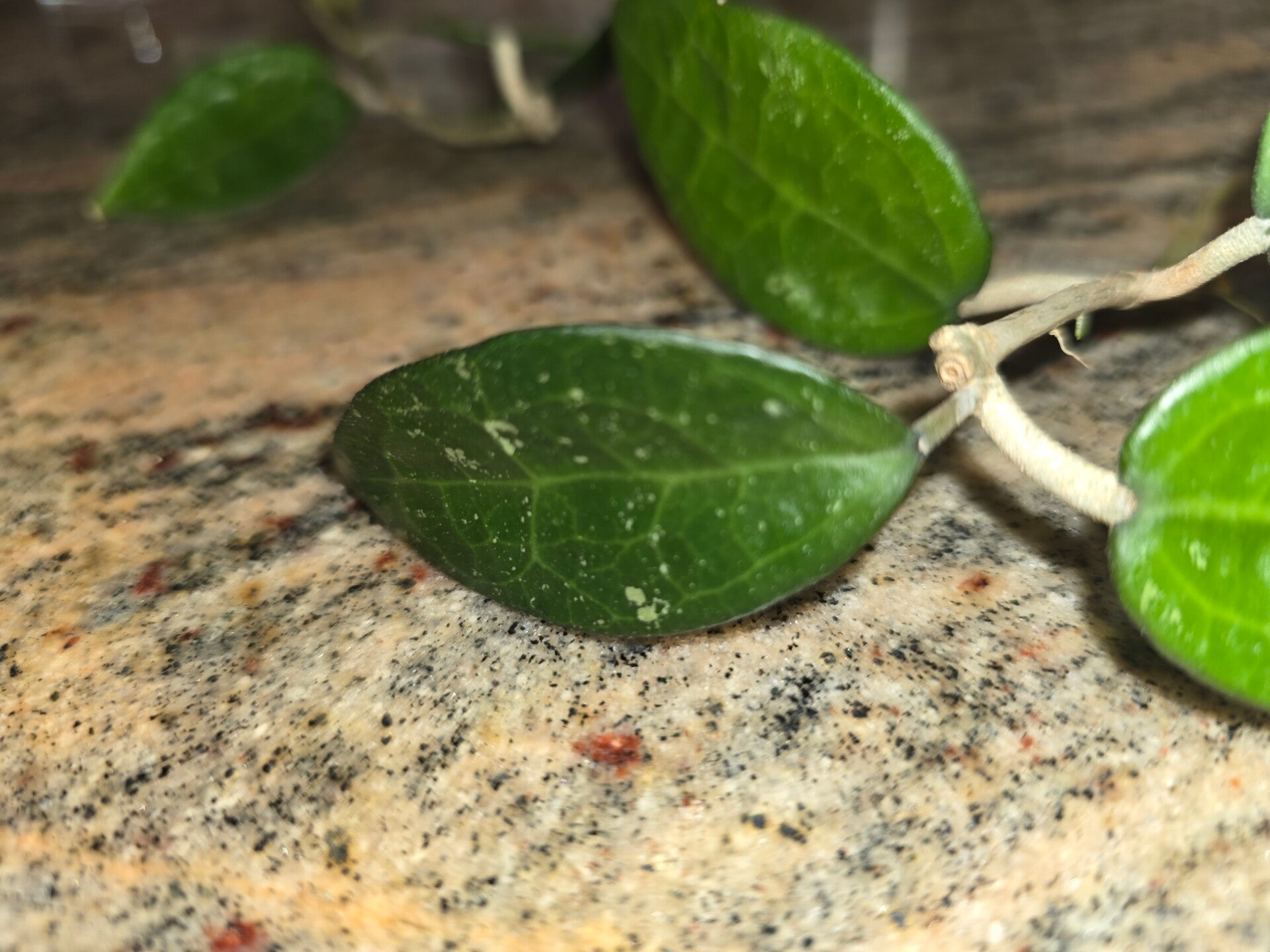 💚 Hoya verticillata ( früher parasicta ) Black Margin bewurzelt 💚