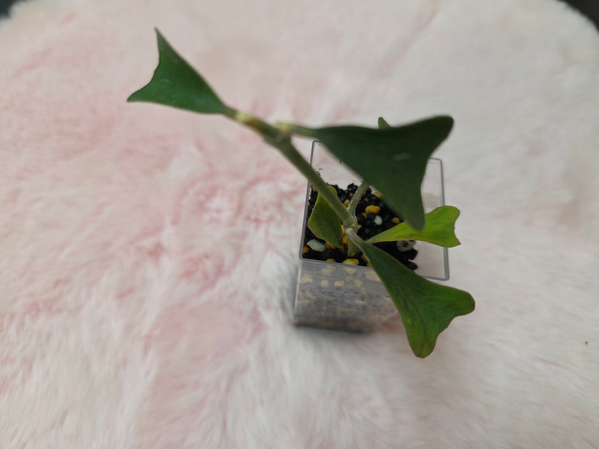 💚 Hoya manipurensis Top Cutting 💚