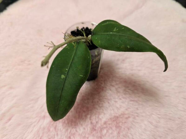 💚 Hoya Sp. Aceh Gomas Top Cutting Bewurzelt 💚