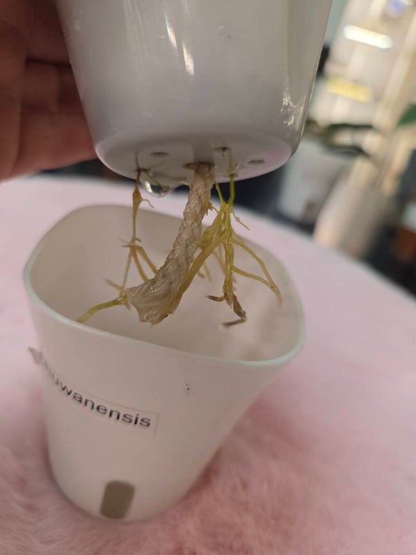 💚 Hoya phuwanensis splash