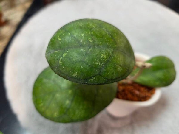 💚 Hoya Hybride larisa finnlaysonii x merhedithii 💚