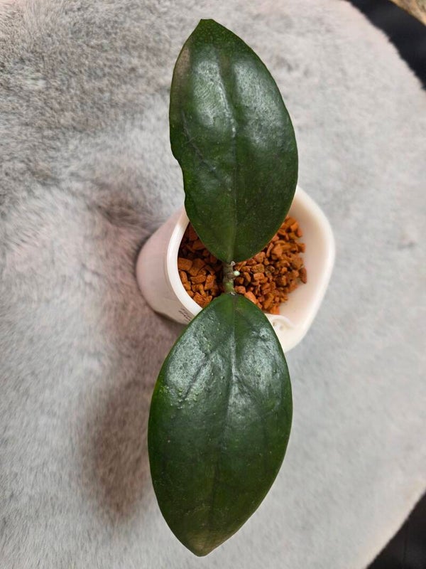 💚 Hoya Hybride joy x jennifer PMP 176 puom siam Ruby top Cutting 💚