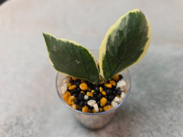 💚 Hoya polyneura Albomarginata outer Variegata Kopf-Ableger 💚