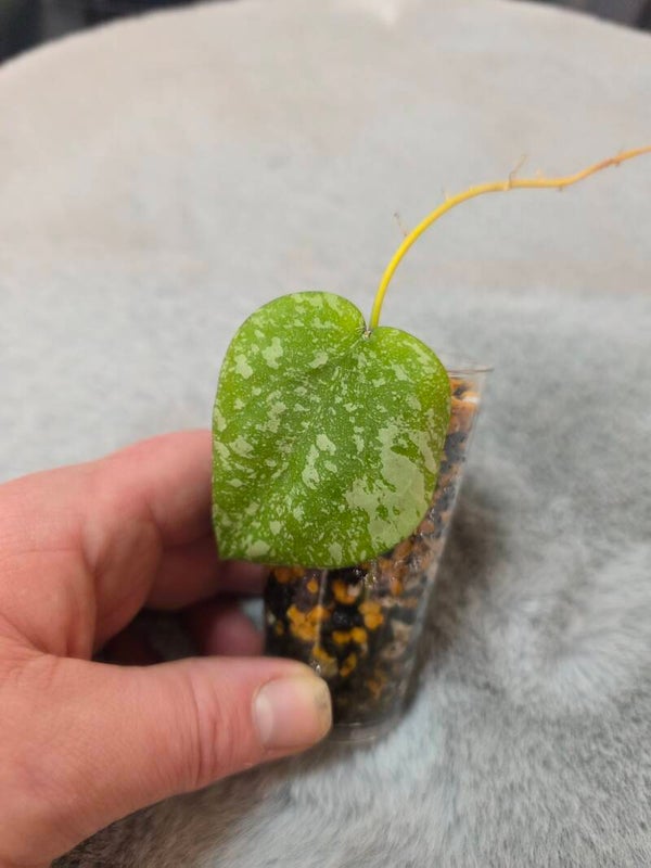 💚 Hoya Hybride cinnamomifolia x imbricata Top Cutting sehr selten 💚