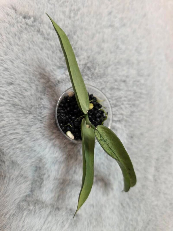 💚 Hoya pandurata Silver Top Cutting 💚