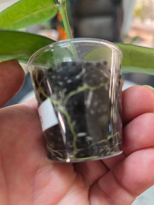 💚 Hoya pandurata Splash top Cutting 💚