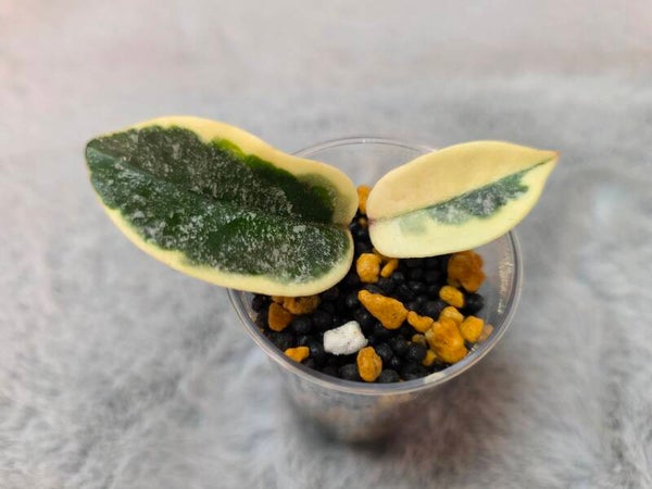 💚 wunderschöne Hoya carnosa Krimson Queen Splash Top Cutting 💚