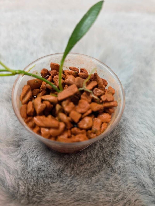 💚 Hoya tsangii outer variegata bewurzelt Top Cutting 💚