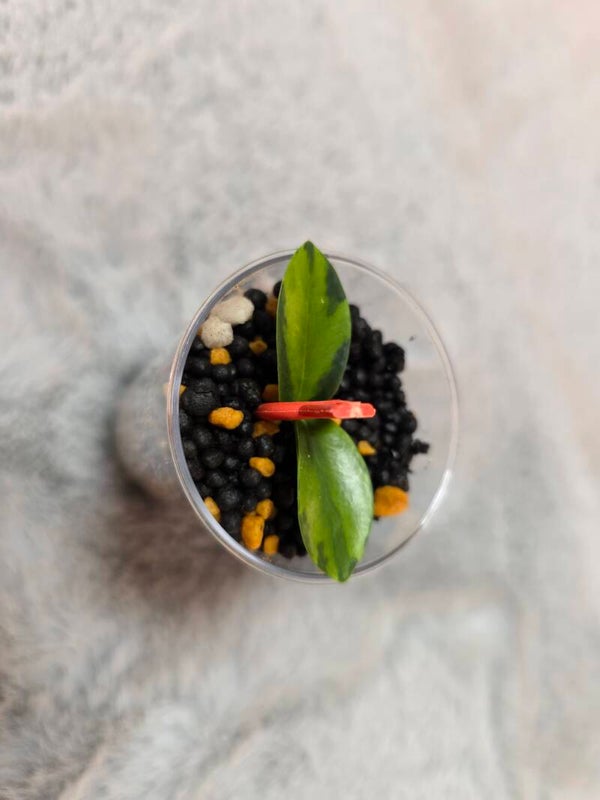 💚 sehr selten Hoya cummingiana inner variegata Top Cutting 💚