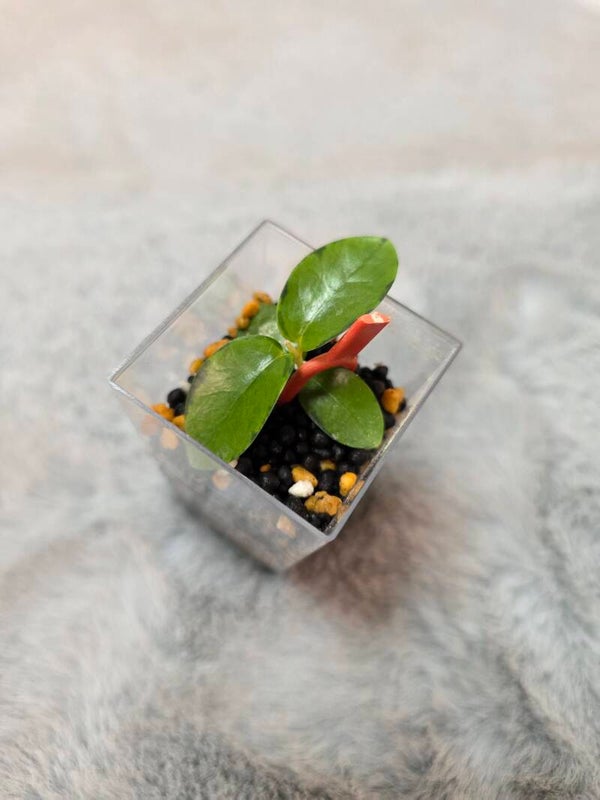 💚 sehr selten Hoya cummingiana inner variegata Kopfsteckling mit 4 Blättern 💚