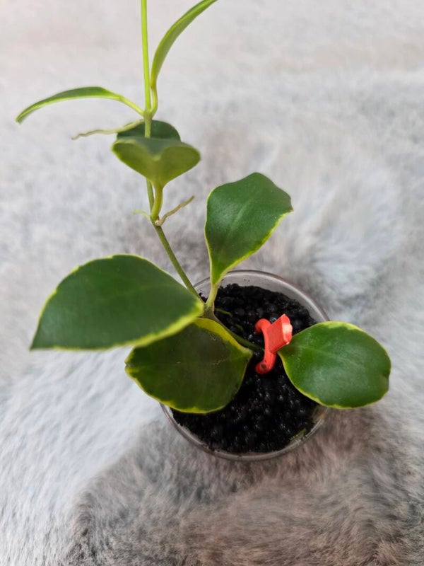 💚 Hoya heuschkeliana outer variegata 10 Blätter bewurzelt 💚