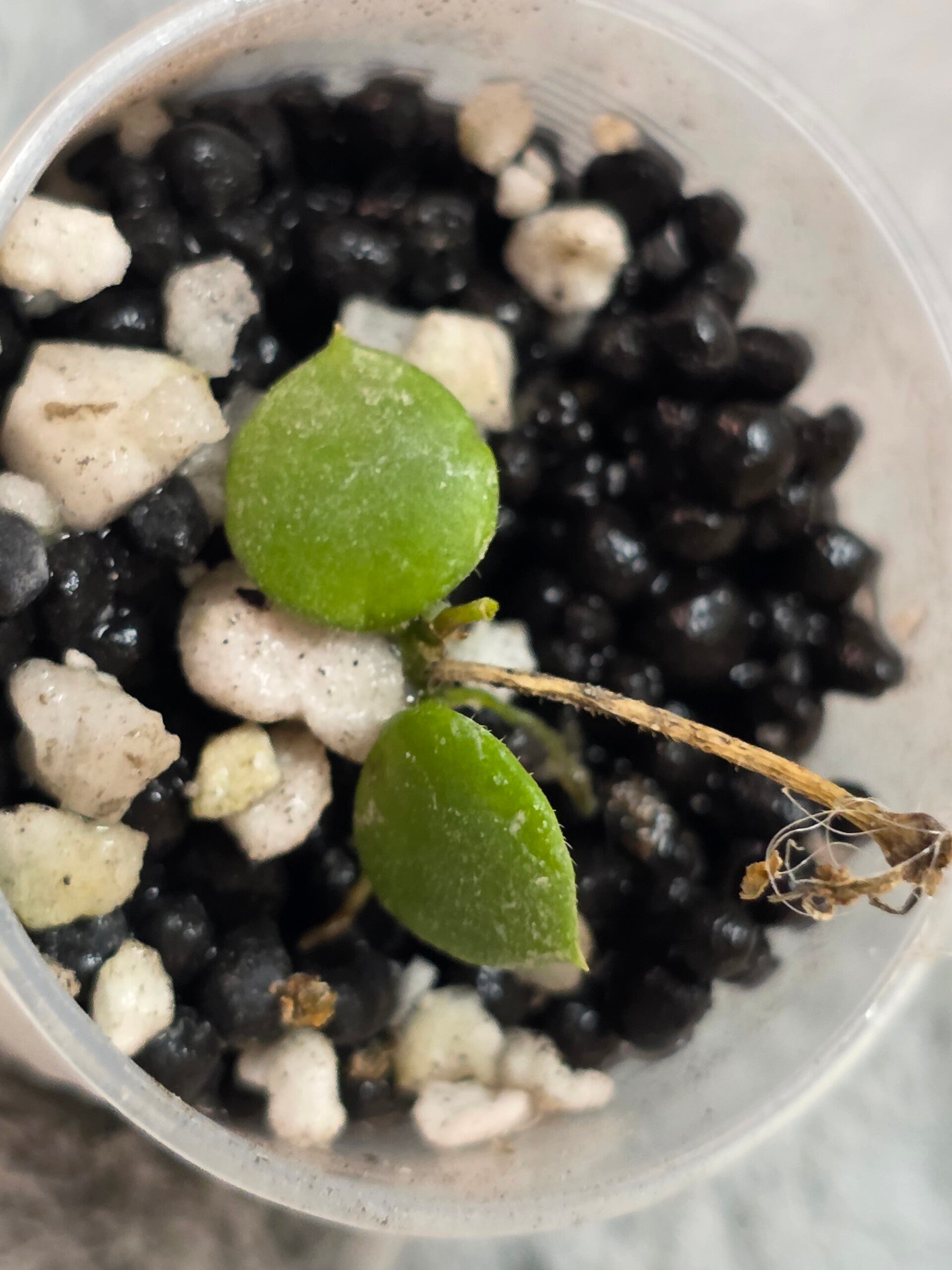 💚 Selten Hoya peltata leicht bewurzelt Top Cutting 💚