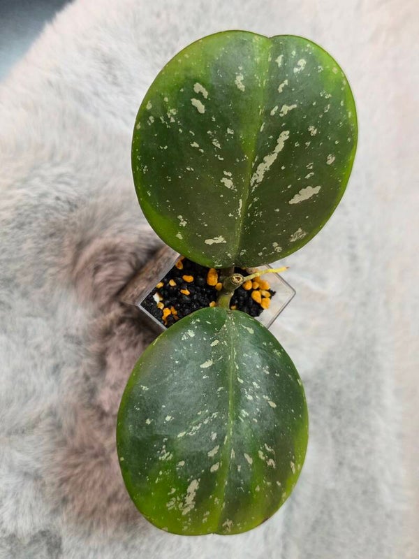 💚 super schöne Hoya obovata Amelia outer variegata Top Cutting 💚